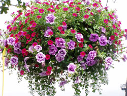 Hanging Basket from Liptondale Greenhouses